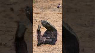 Honey Badger didyouknow facts [upl. by Cairns455]