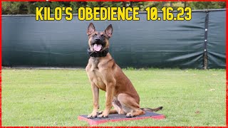 Join us for Kilos Obedience Session [upl. by Enirhtak185]