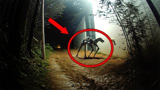 20 Creepy Cryptid Sightings Caught on Film [upl. by Zwiebel]