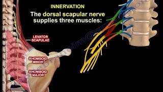 The Dorsal Scapular Nerve  Everything You Need To Know  Dr Nabil Ebraheim [upl. by Assirt]