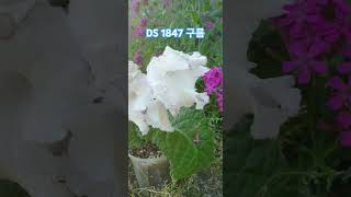 DS1847 구름 스트렙토카르푸스 streptocarpus 꽃 flowers plants [upl. by Ryann]