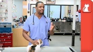 Is there a surgical alternative to declawing  Ask A Vet [upl. by Otrebogad793]