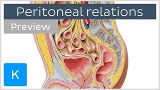 Peritoneal Relations preview  Human Anatomy  Kenhub [upl. by Byrann]