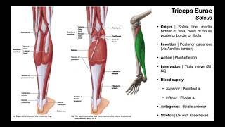 Triceps Surae Gastrocnemius amp Soleus and Plantaris  OINAs [upl. by Clayborn]