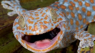 Gecko Sound  Tokay Gecko Effect  Picture Of Gecko Big Size [upl. by Bowerman555]