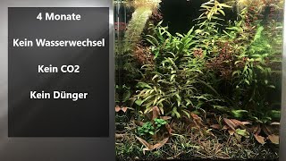 Betta Aquarium Update  Kein Wasserwechsel kein CO2 Keine DÃ¼ngung [upl. by Maurene]