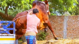 cow unloading cow videos cow video animal big cow goru hamba cow Ep37 [upl. by Llerrah35]