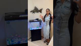 Aquarium Mai Dali New Fishes  🤩 minivlog sanjhalikavlog aquarium fishes [upl. by Naynek967]