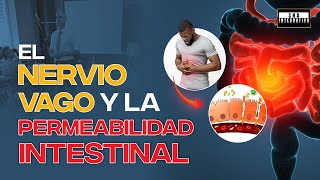 El nervio vago y la permeabilidad intestinal [upl. by Beberg]