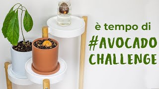 AvocadoChallenge facciamo crescere il nostro seme dAvocado [upl. by Notsud]