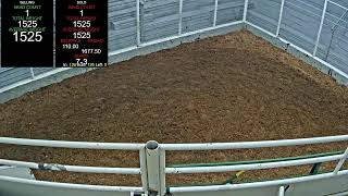 Everson Auction Market Live Stream 9252024 [upl. by Sidnal]