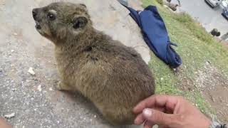 Making friends with wild hyrax closest relative to elephant [upl. by Lisk]