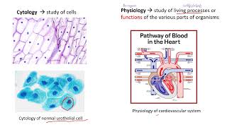 Biology Chapter 1 Branches of Biology [upl. by Janeczka699]