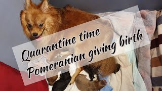 Pomeranian giving birth at home  first time [upl. by Suciram]