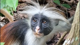 Zanzibar 2023Dzień 10Jozani Forest Rock Restaurant Plaża Mtendeni i Paje [upl. by Ydoj360]