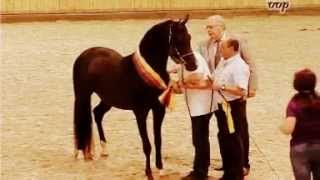 Black Arabian Gramet Gold ribbon stallion German Association winner stallion licensing 2013 [upl. by Analrahc647]