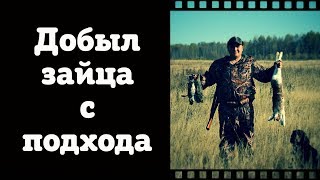 Охота Экшн без монтажа 8 За зайцем с русским охотничьим спаниелем Hunting in russia [upl. by Ardnasak417]