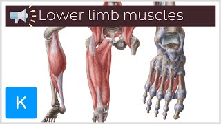 9 lower limb muscles youll want to know how to pronounce  Anatomical Terms Pronunciation by Kenhub [upl. by Mace]