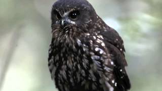 New Zealand Morepork Ruru [upl. by Ragg]