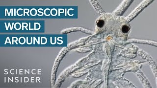 AwardWinning Footage Of The Microsopic World Around Us [upl. by Hacceber]