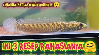 3 RAHASIA CHANNA STRIATA WARNA KUNING EMAS [upl. by Nodnarb]