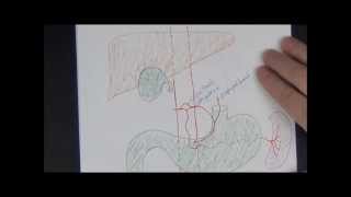 Gross anatomy  Drawing the Abdominal Vasculature [upl. by Idzik]