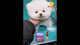 Meet My Adorable Pomeranian Puppy shortsfeed shorts youtubeshorts [upl. by Clim237]