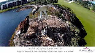 Crías de águila aprendiendo a volar [upl. by Newg]