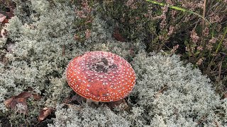 Кладонія лісова або ягель або quotоленячий мохquot Cladonia silvatica L Hoffm Лишайники [upl. by Mussman]