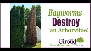 Bagworms Destroy an Arborvitae [upl. by Enyehc]