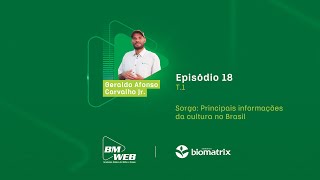 Sorgo Principais informações da cultura no Brasil  BM Web Ep18 T1 [upl. by Amerak506]