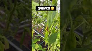 GARDEN PEST Cutworms [upl. by Eicart287]