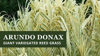 Arundo donax Peppermint Stick giant variegated reed grass [upl. by Seed583]