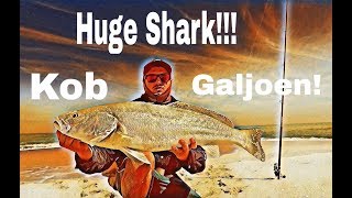 ZLF Fishing De Hoop part 3  Galjoen kob amp huge shark action [upl. by Norby]