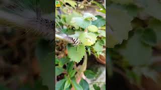 Whitemarked Tussock Moth caterpillar [upl. by Hawkins]