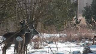 Roe in Chernobyl Exclusion Zone  Косуля в Чернобыльской зоне [upl. by Wernsman]