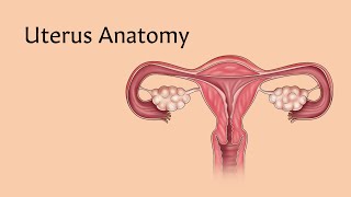 Uterus Anatomy  AnatomyStuff [upl. by Nani]