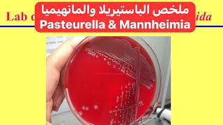 ملخص الباستيريلا والمانهيميا Pasteurella and Mannheimia Summary [upl. by Kurzawa]