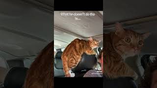 STINKY CAT cat meme funny [upl. by Bachman]