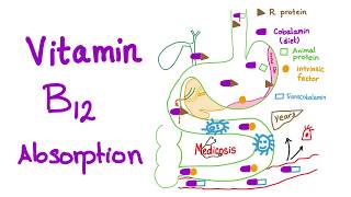 Vitamin B12 absorption and deficiency Diet and Nutrition [upl. by Peggy]