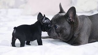 Funny and Cute French Bulldog Puppies Compilation 5  Cutest French Bulldog [upl. by Harias]