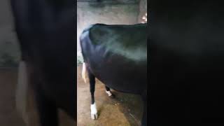 cow lover and subscribe [upl. by Chud336]