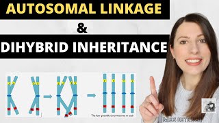 GCSE Biology  DNA Part 2  Alleles  Dominant  Heterozygous  Phenotypes and more 64 [upl. by Aidnama63]