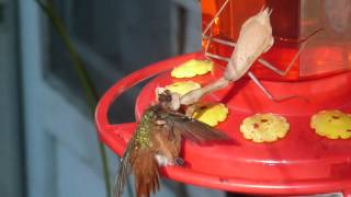 Praying Mantis kills hummingbird 3 [upl. by Ykcor]