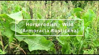 Horseradish Armoracia Rusticana  Foraging UK [upl. by Yaeger278]