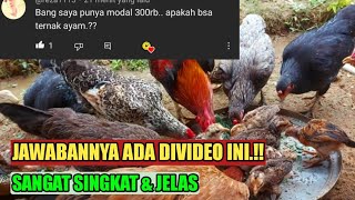 MODAL 300RB UNTUNG JUTAAN TIPS TERNAK AYAM KAMPUNG MODAL SEADANYA [upl. by Risay]