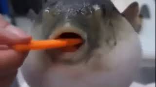 Pufferfish eating carrot moaning sound effect [upl. by Enimisaj]