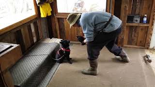 Schipperke Mawing [upl. by Canica156]