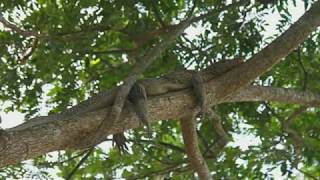 Crocodiles Can Climb Trees Researchers In Climbing Study Observed [upl. by Zia]