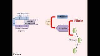 Heparin  Mechanism of Action [upl. by Alecram]